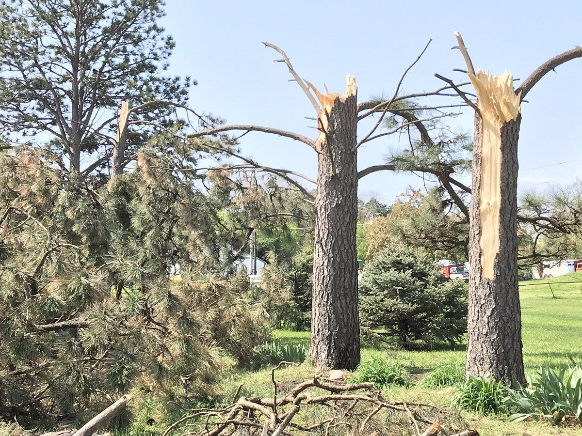 Tree damage